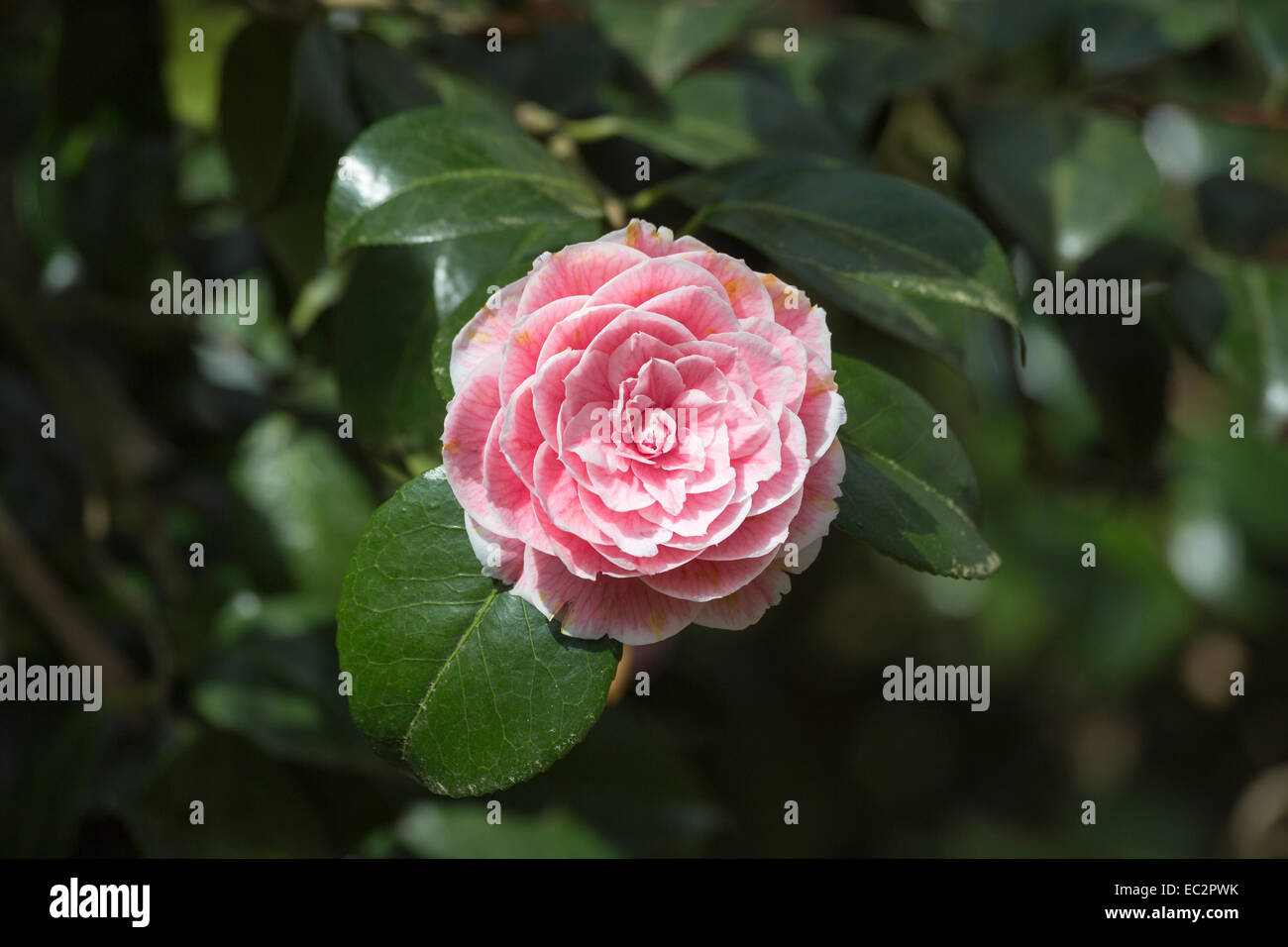 Rosa grazioso formale fiore doppio dell'arbusto sempreverde Camellia japonica 'Eugenie de Massena' in fiore in primavera a RHS Wisley Gardens Surrey UK Foto Stock