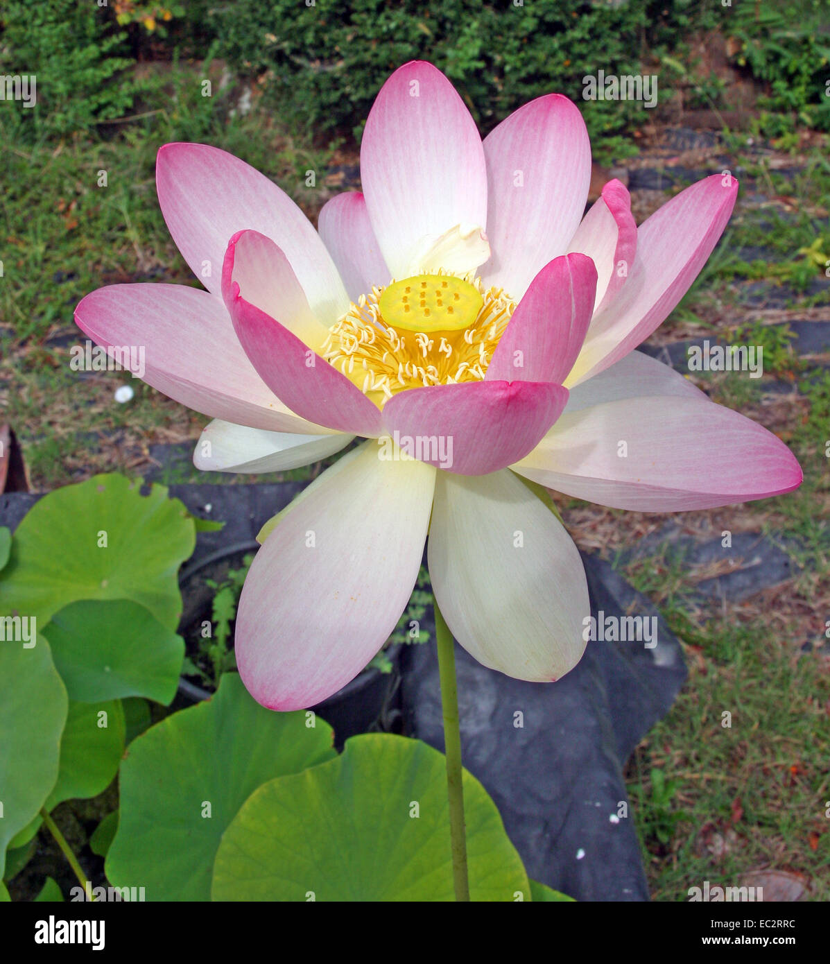 Indian Lotus (Nelumbo nucifera) Foto Stock