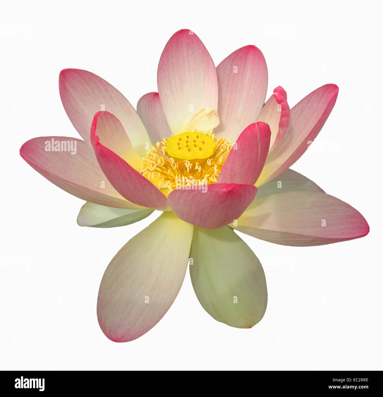 Indian Lotus (Nelumbo nucifera) Foto Stock