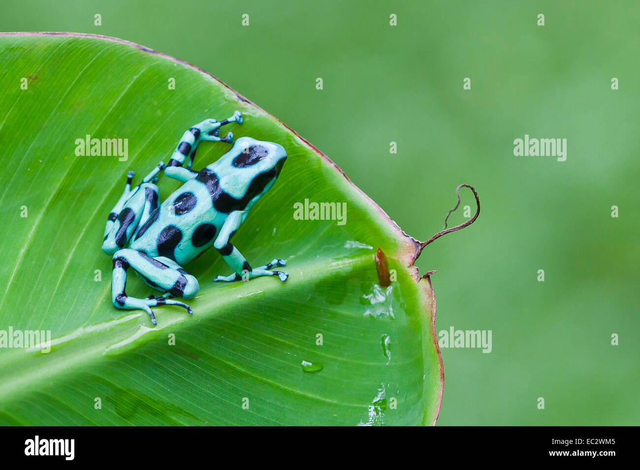 Verde e nero Poison Dart (Rana Dendrobates auratus), Costa Rica Foto Stock