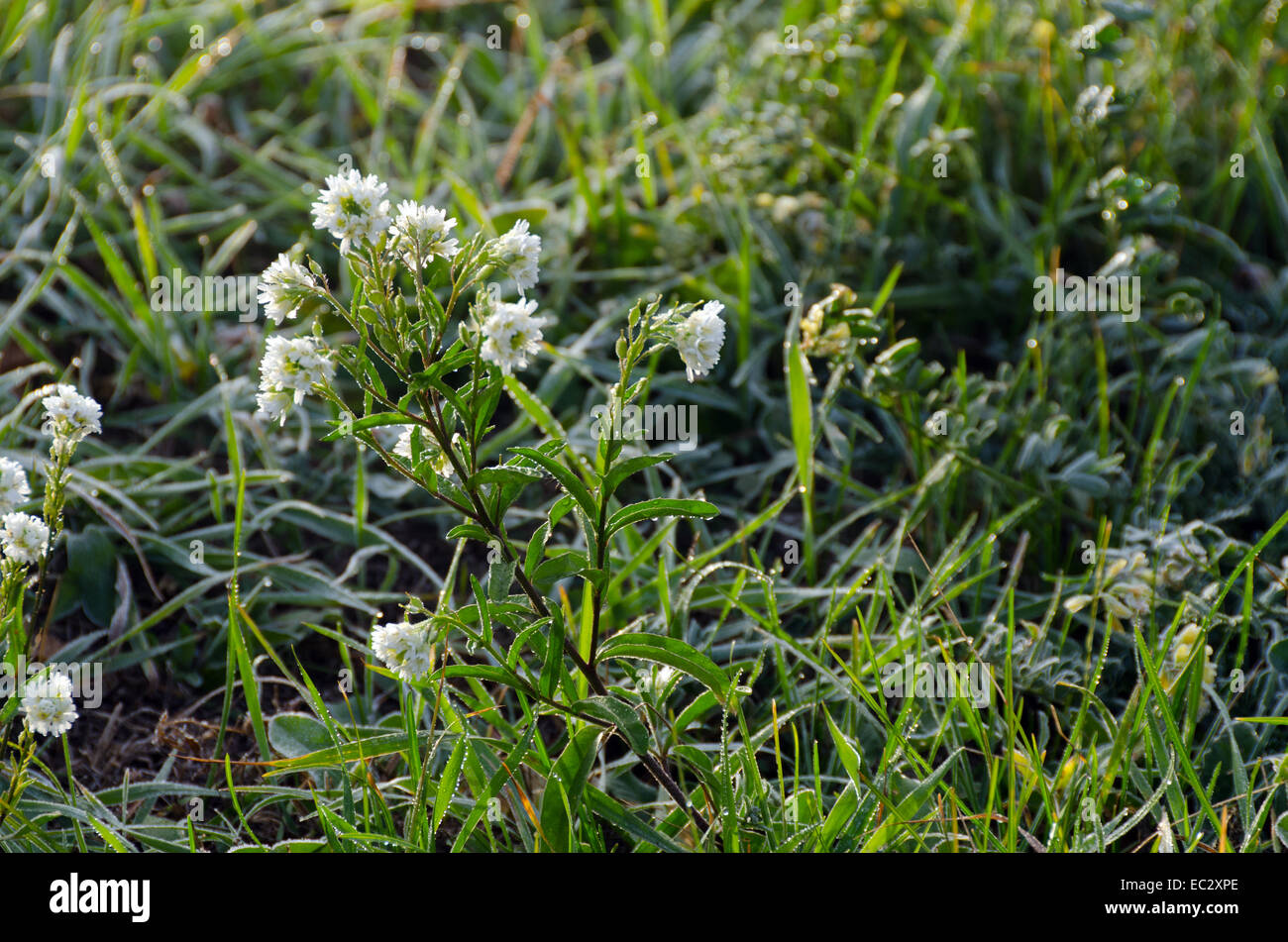 Trifoglio bianco in erba con gocce di rugiada di mattina Foto Stock