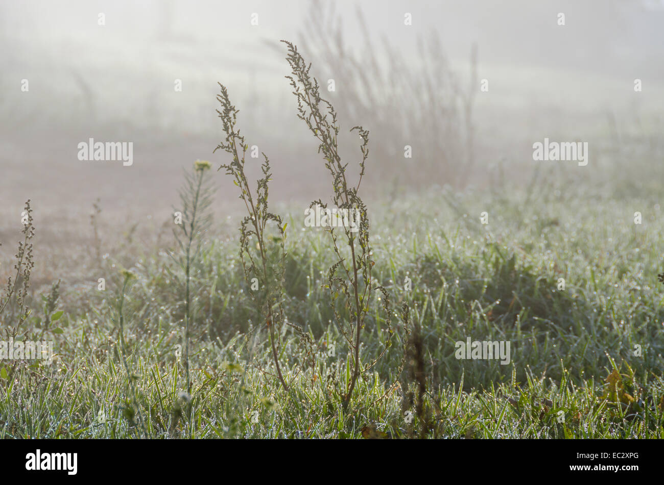 La nebbia al di sopra di erba verde e alberi Foto Stock
