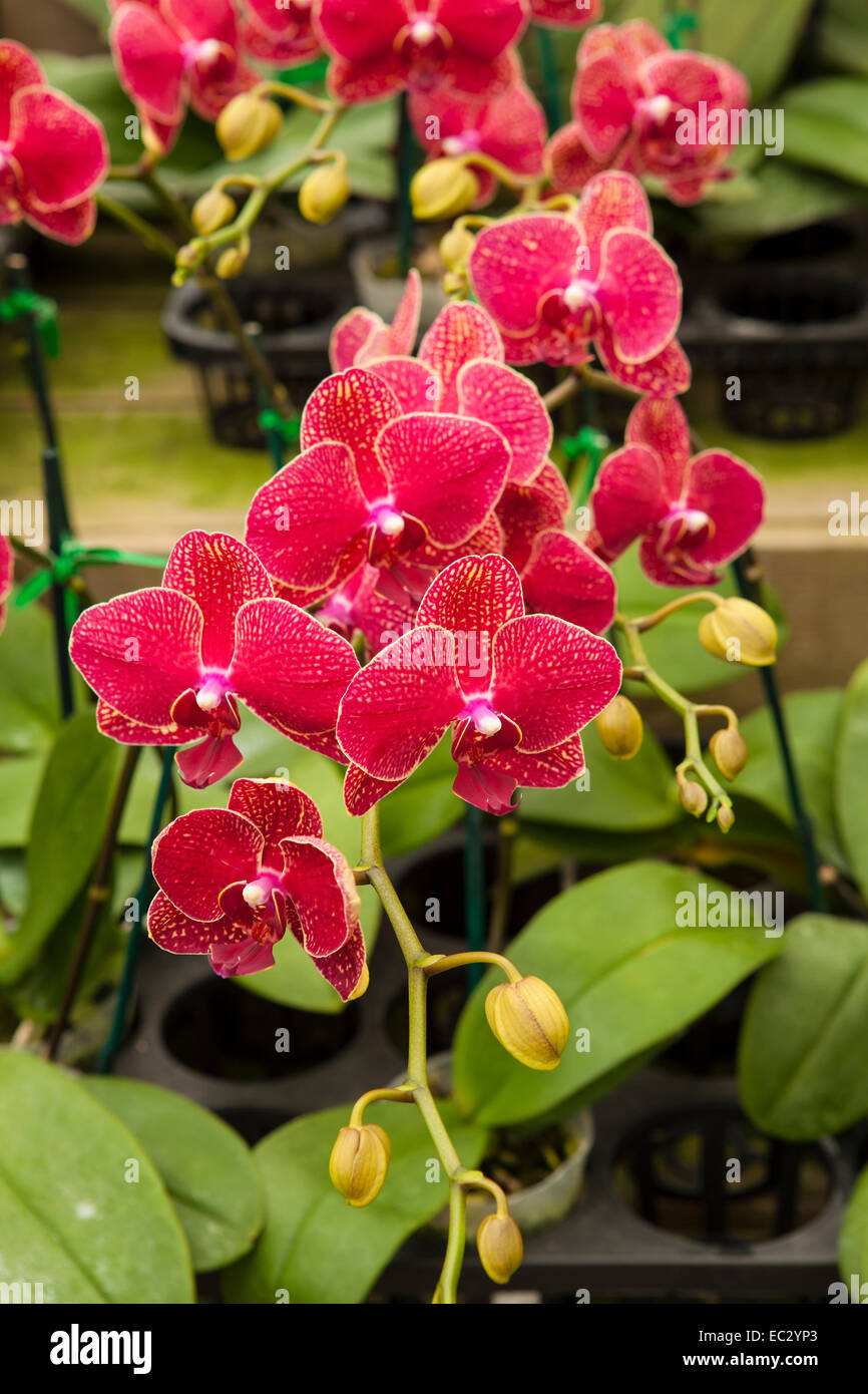 Phalaenopsis orchidee, Gallup e Stribling orchidee, Carpinteria, California, Stati Uniti d'America Foto Stock