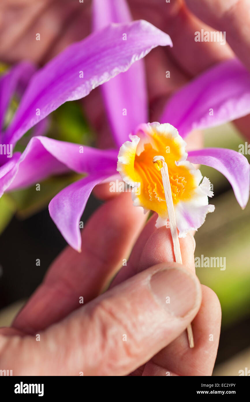 Don Brown pollinates una Laelia Jongheana orchid nella sua ombra house, Santa Barbara, California, Stati Uniti d'America Foto Stock