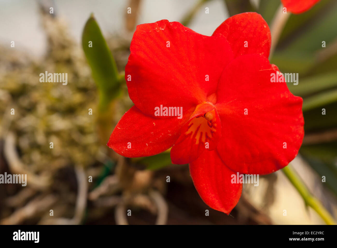 Cattleya coccinea orchid cresce su corteccia in Don Brown shade house, Santa Barbara, California, Stati Uniti d'America Foto Stock