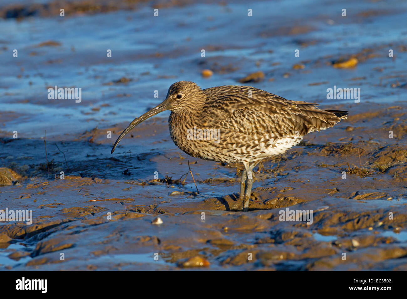 Curlew Numenius arquata alimentando in Inverno sul litorale fangose Foto Stock