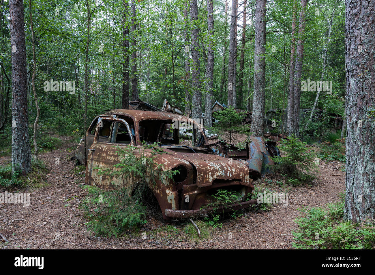 Junkyard nella foresta di junk car, 40s, a Ryd, Småland, Svezia Foto Stock