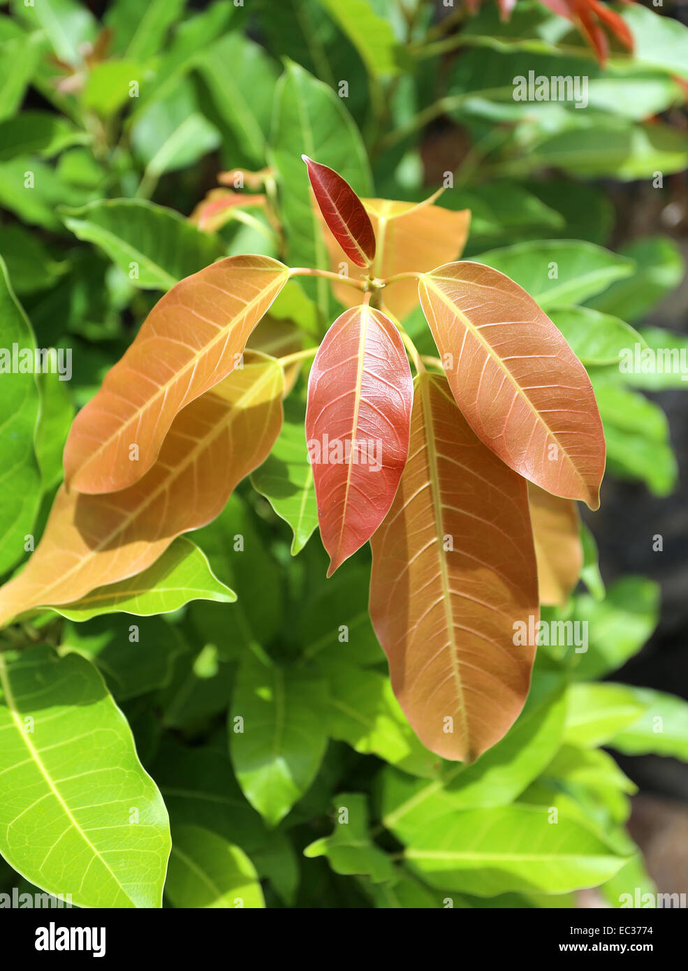 Rosa foto belle foglie tropicali illuminata dal sole Foto Stock