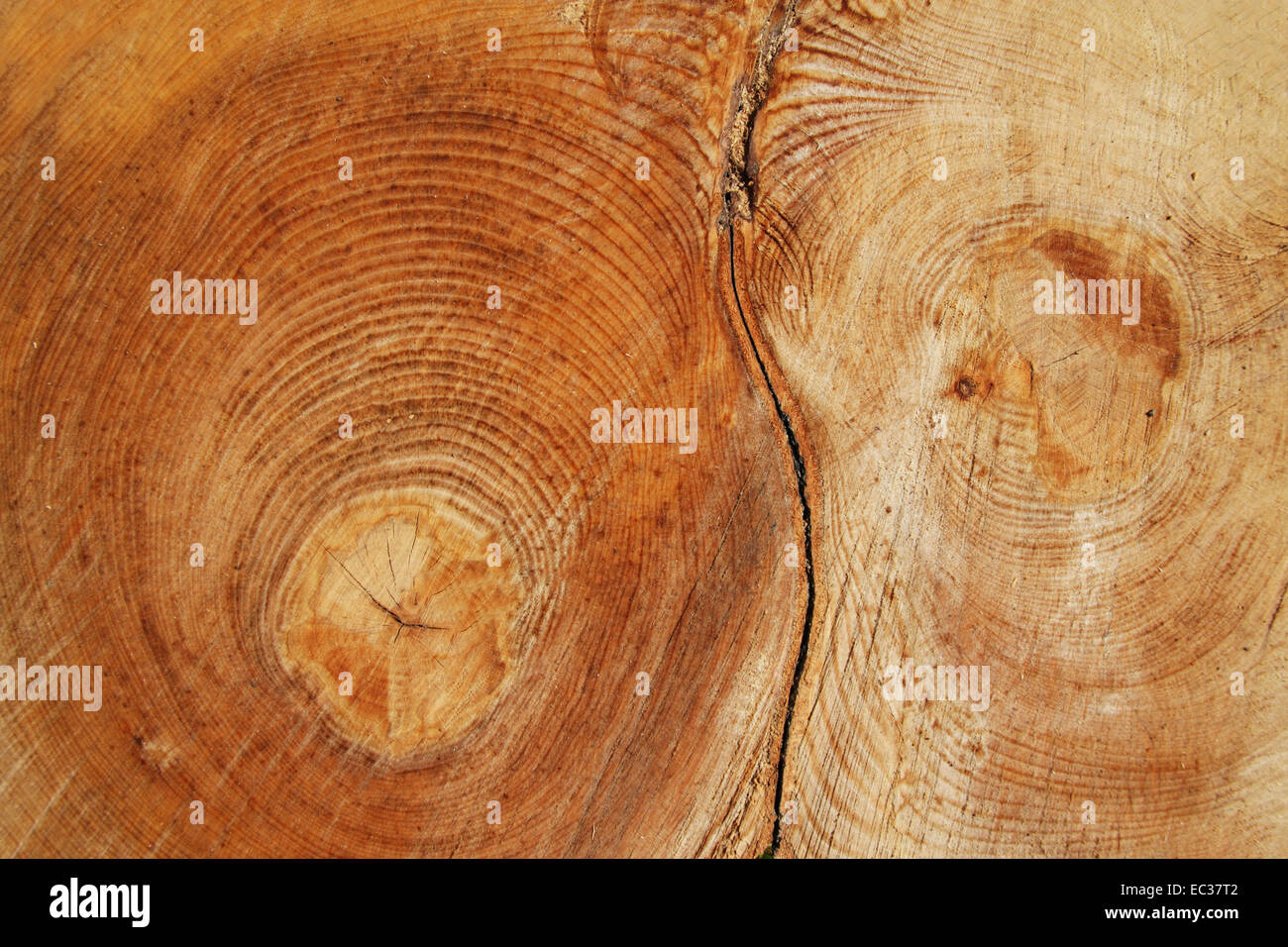 Struttura di taglio vicino. Foto Stock