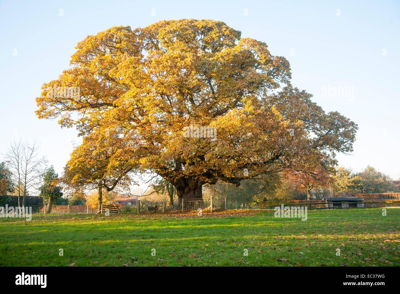 Arancione marrone castagno, Castanea saliva, foglie di autunno Woodborough, Wiltshire, Inghilterra, Regno Unito Foto Stock