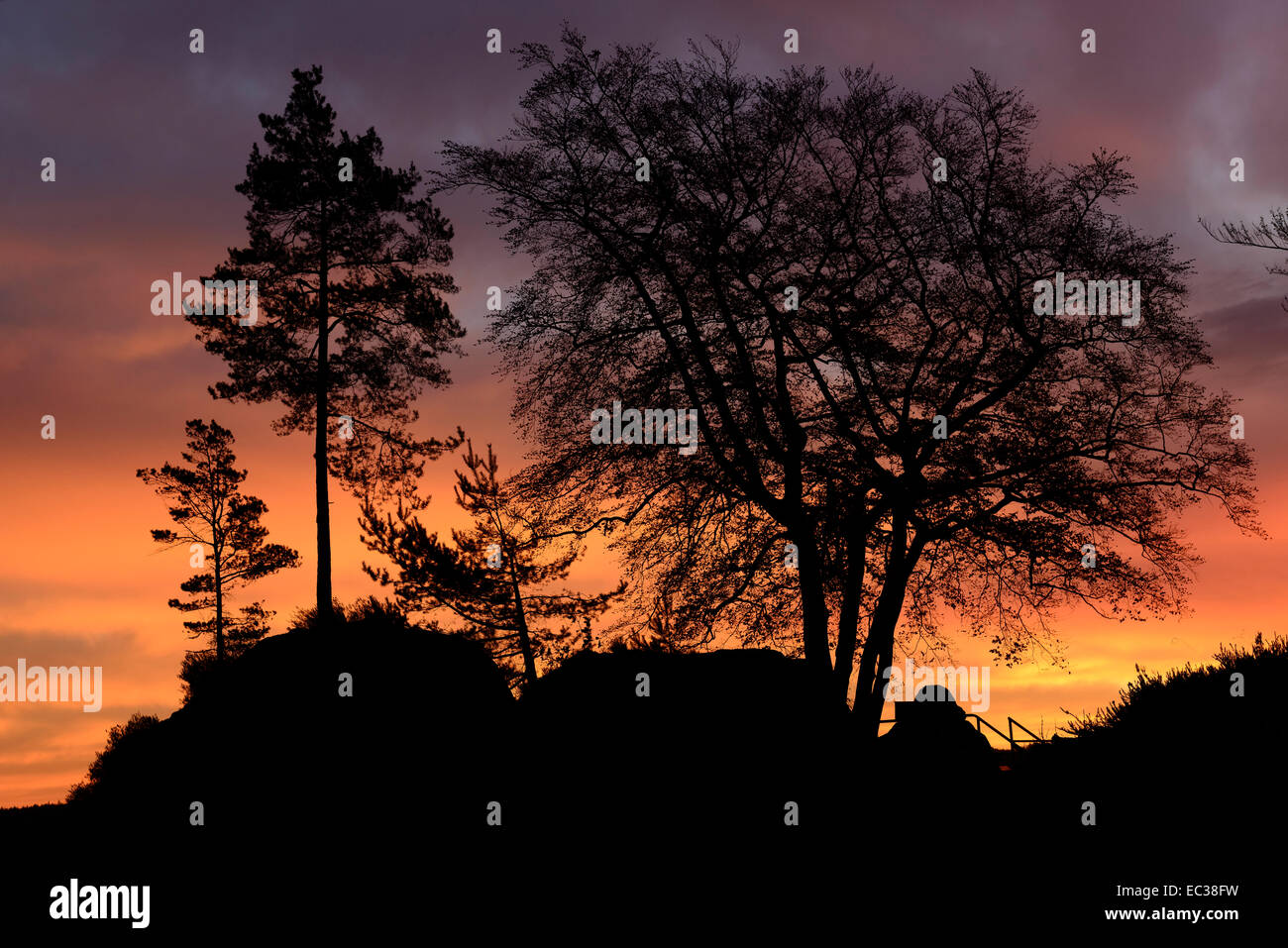 Alberi all'alba sul Basteibrücke, Svizzera Sassone National Park, Lohmen, Bassa Sassonia, Germania Foto Stock