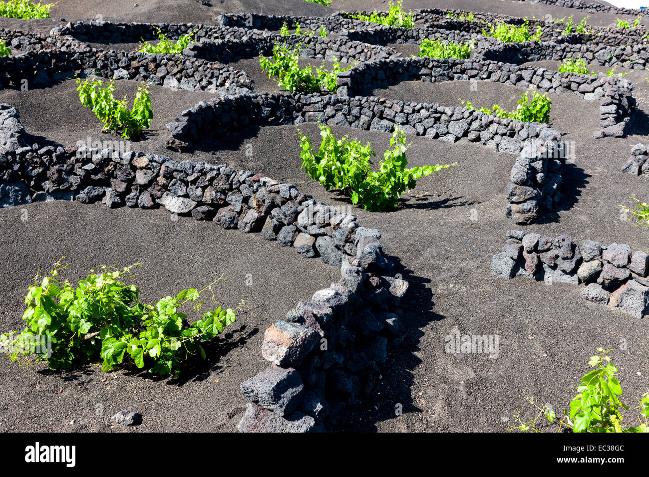 Viticoltura, vitigni crescente sulla lava protetta dal vento da pareti di lava, coltura secca, paesaggio vulcanico vicino a Geria Foto Stock