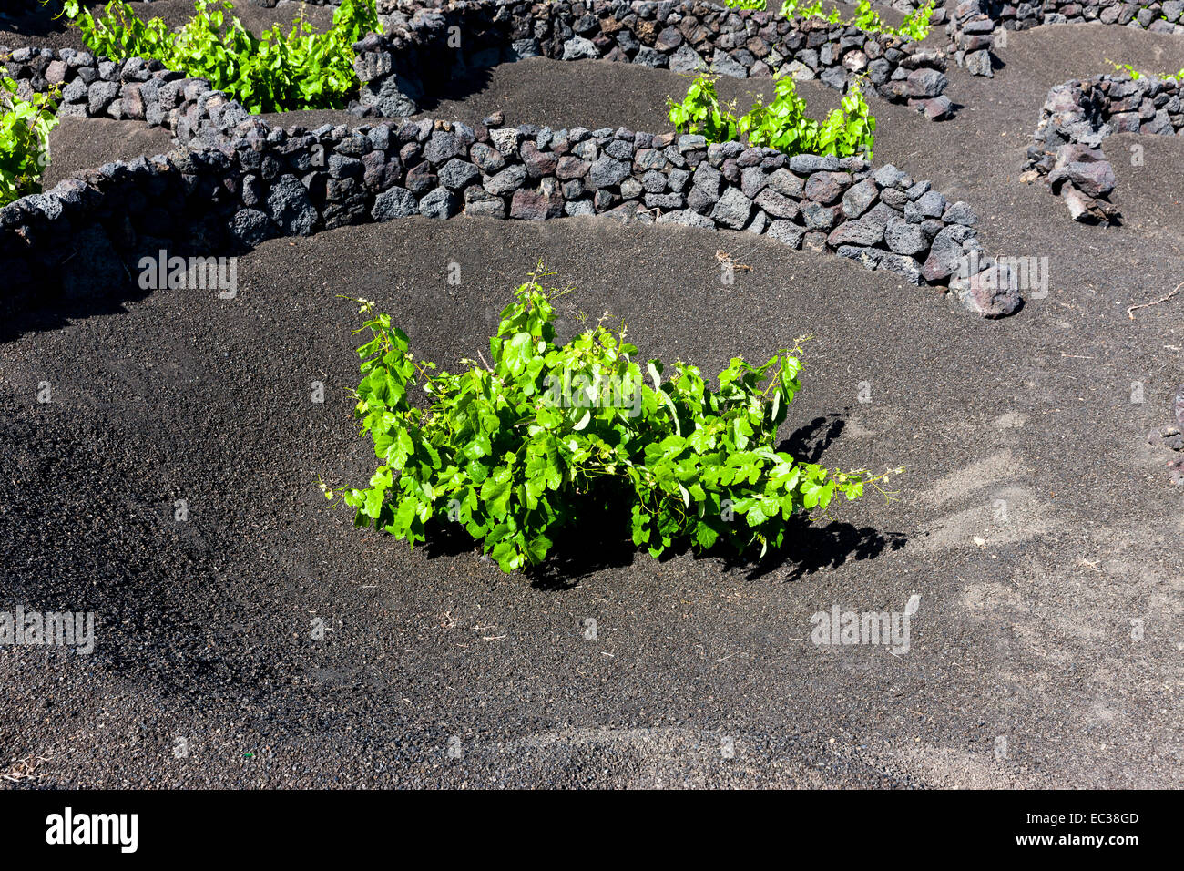 Viticoltura, vitigni crescente sulla lava protetta dal vento da pareti di lava, coltura secca, paesaggio vulcanico vicino a Geria Foto Stock