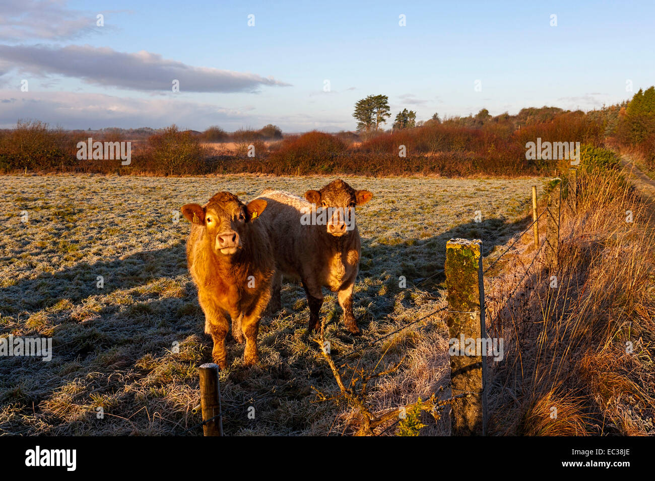 Giovani vacche su terreni agricoli nella luce del mattino, nella contea di Mayo, Repubblica di Irlanda, Europa. Foto Stock