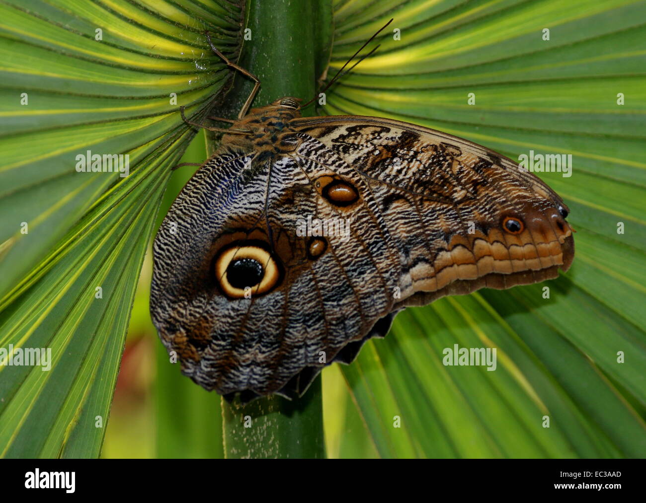 Foresta gigante farfalla Civetta (Caligo eurilochus) ali chiusa su una foglia tropicale Foto Stock