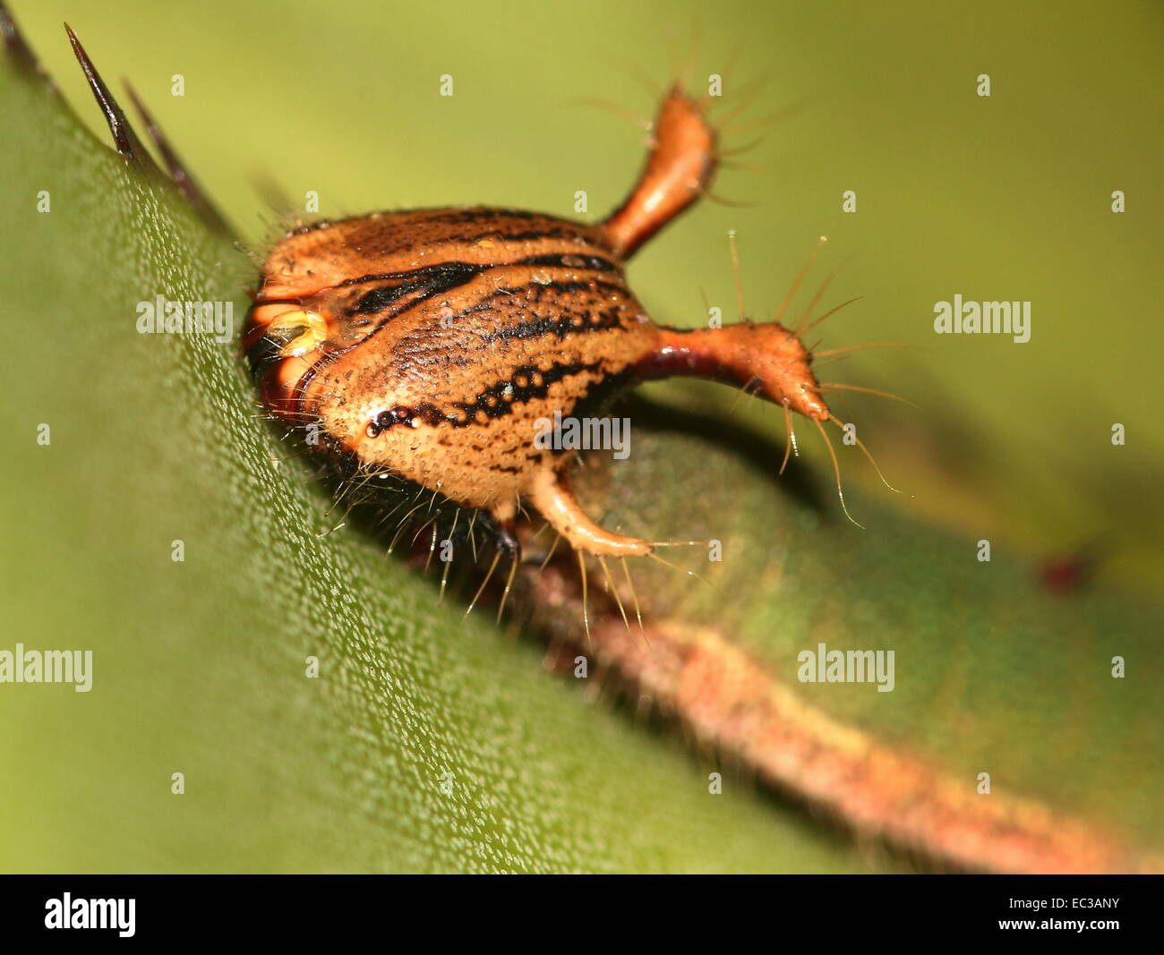 Close-up di esotismo cercando caterpillar del sud americani Foresta gigante farfalla Civetta (Caligo eurilochus) Foto Stock