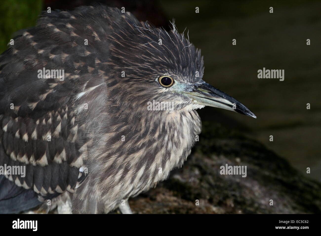 I capretti nitticora (Nycticorax nycticorax), close-up della testa Foto Stock