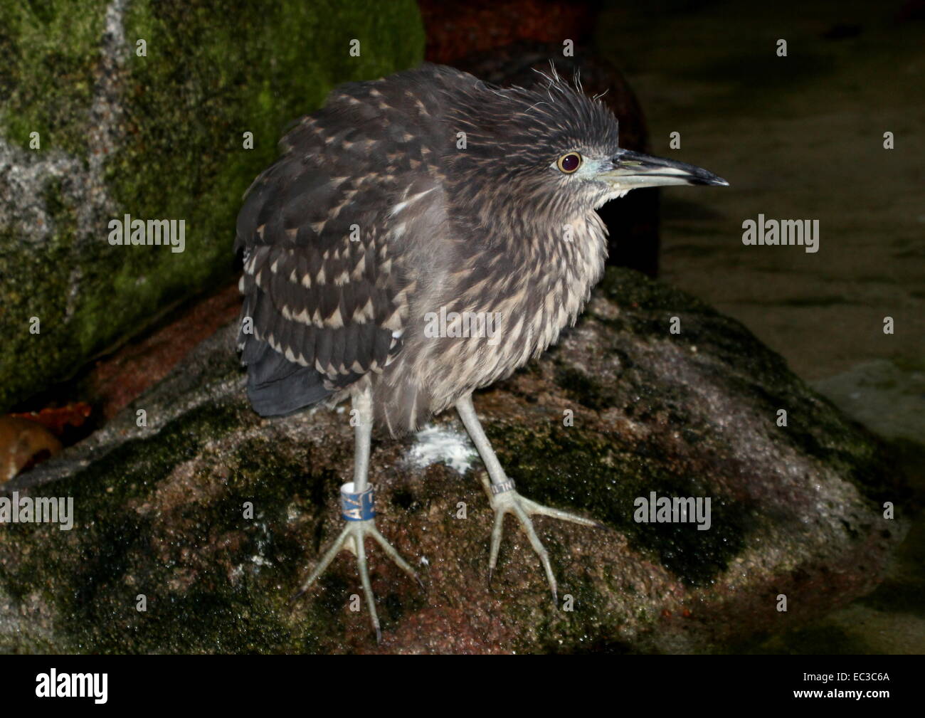 Giovane nitticora (Nycticorax nycticorax) al bordo dell'acqua Foto Stock