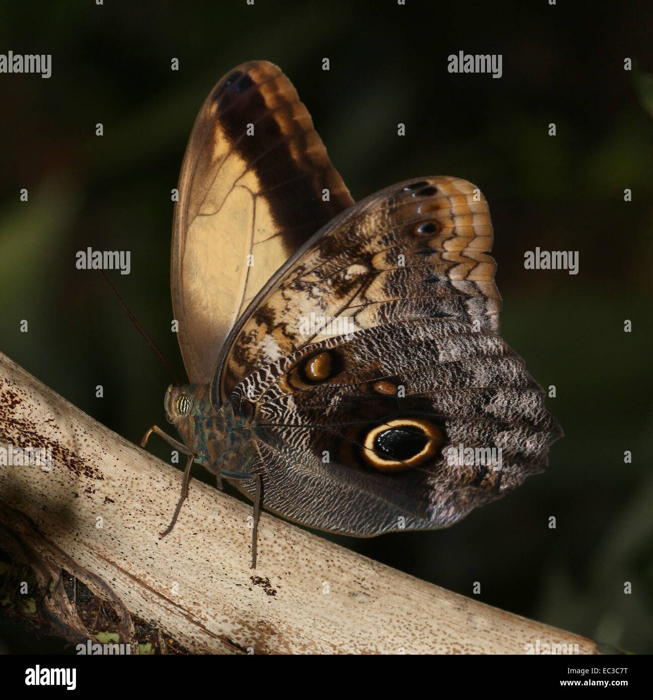 Sud Americana Foresta gigante farfalla Civetta (Caligo eurilochus) ali parzialmente aperta che mostra le ali interne Foto Stock