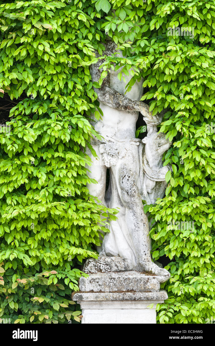 Nel giardino degli agrumi di Villa Pisani, Stra, Italia. Una statua del dio romano Bacco si erge per metà nascosta in una siepe di carpino (carpinus) Foto Stock