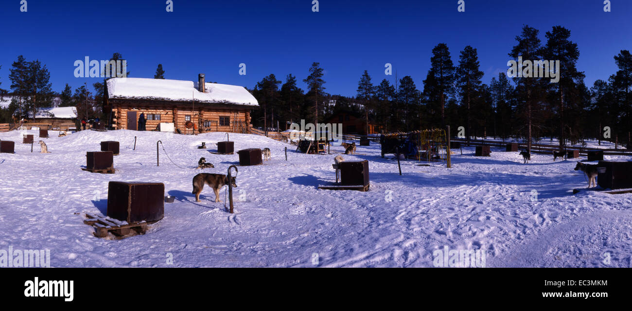 Norvegia, Lapponia 4-2005, cani da slitta vicino a Sven Engholm in Karasjok Foto Stock