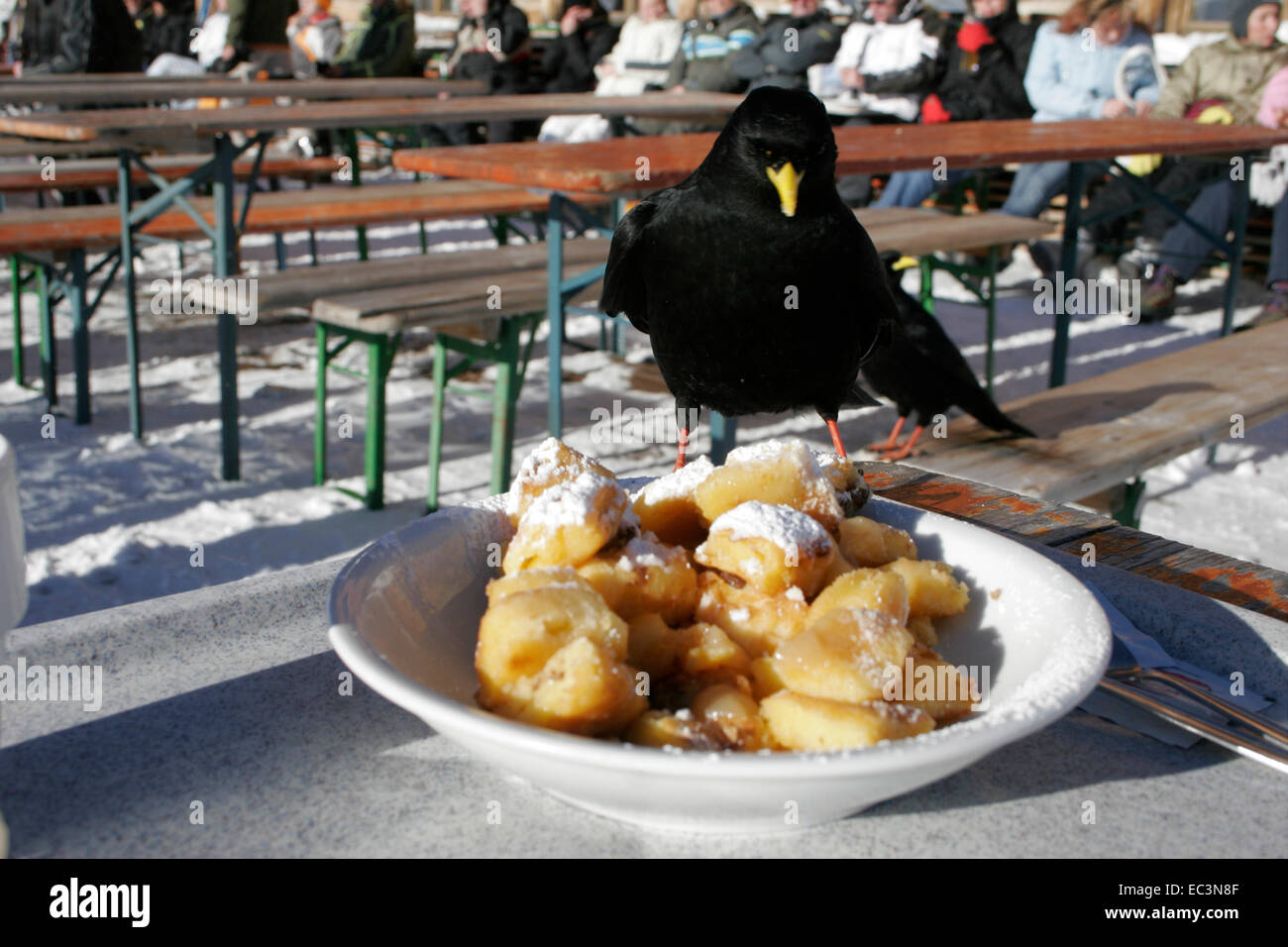 Black Bird mangiare pancake con uvetta zuccherato e tagliato Foto Stock