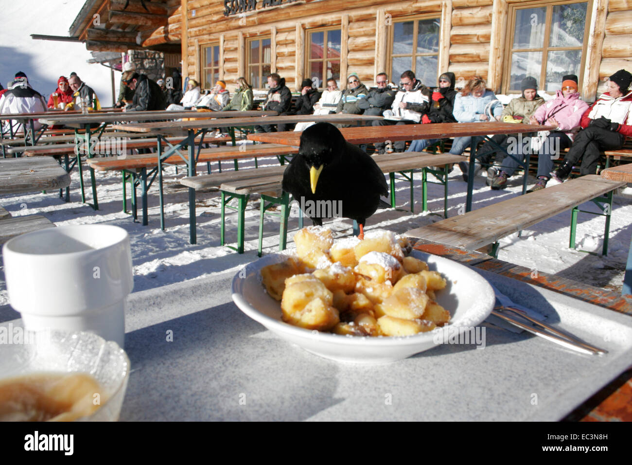 Bird mangiare pancake con uvetta zuccherato e tagliato nella parte anteriore del Cottage Foto Stock