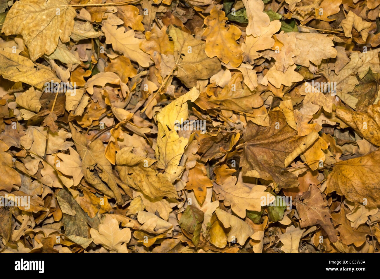 Sfondo di colore giallognolo caduto le foglie in autunno Foto Stock