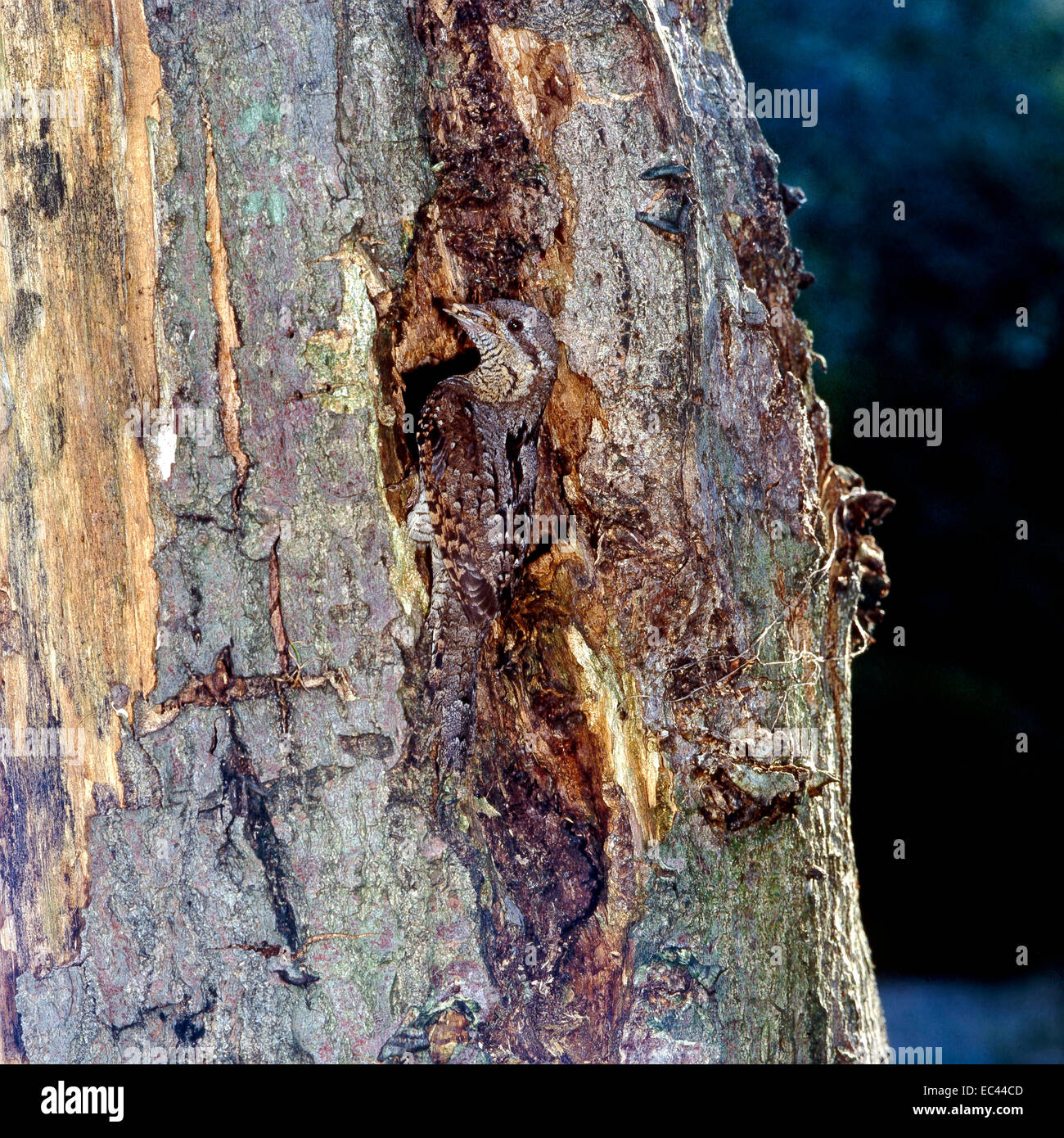 Eurasian spasmodico (Jynx torquilla) nei pressi del nido in un foro dell'albero Foto Stock