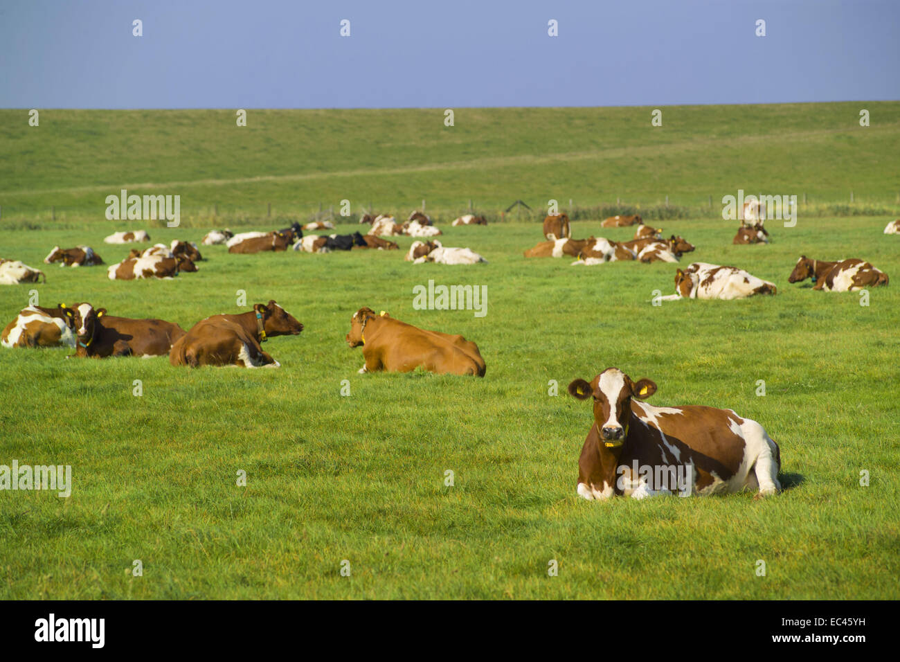 mucca marrone Foto Stock