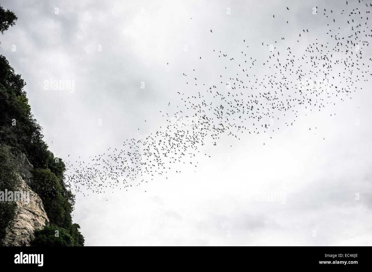 I pipistrelli volare fuori della uccisione di grotte, Cambogia Foto Stock