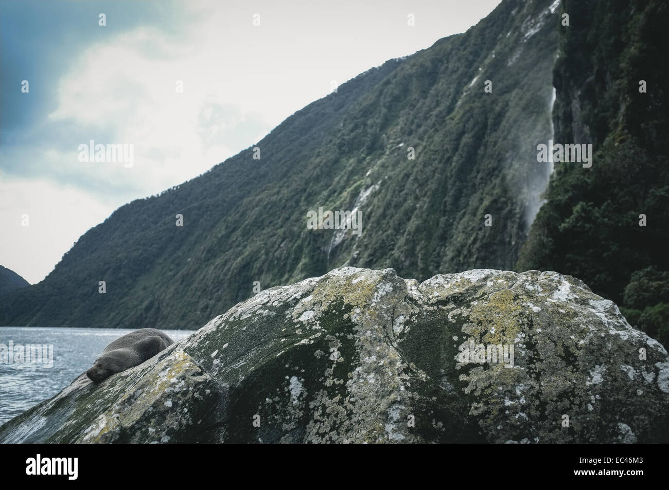 Guarnizione di tenuta in corrispondenza di Milford Sound Foto Stock