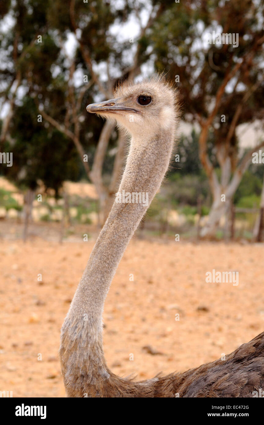 Femmina, struzzo Struthio camelus, azienda di struzzi, Sud Africa Foto Stock