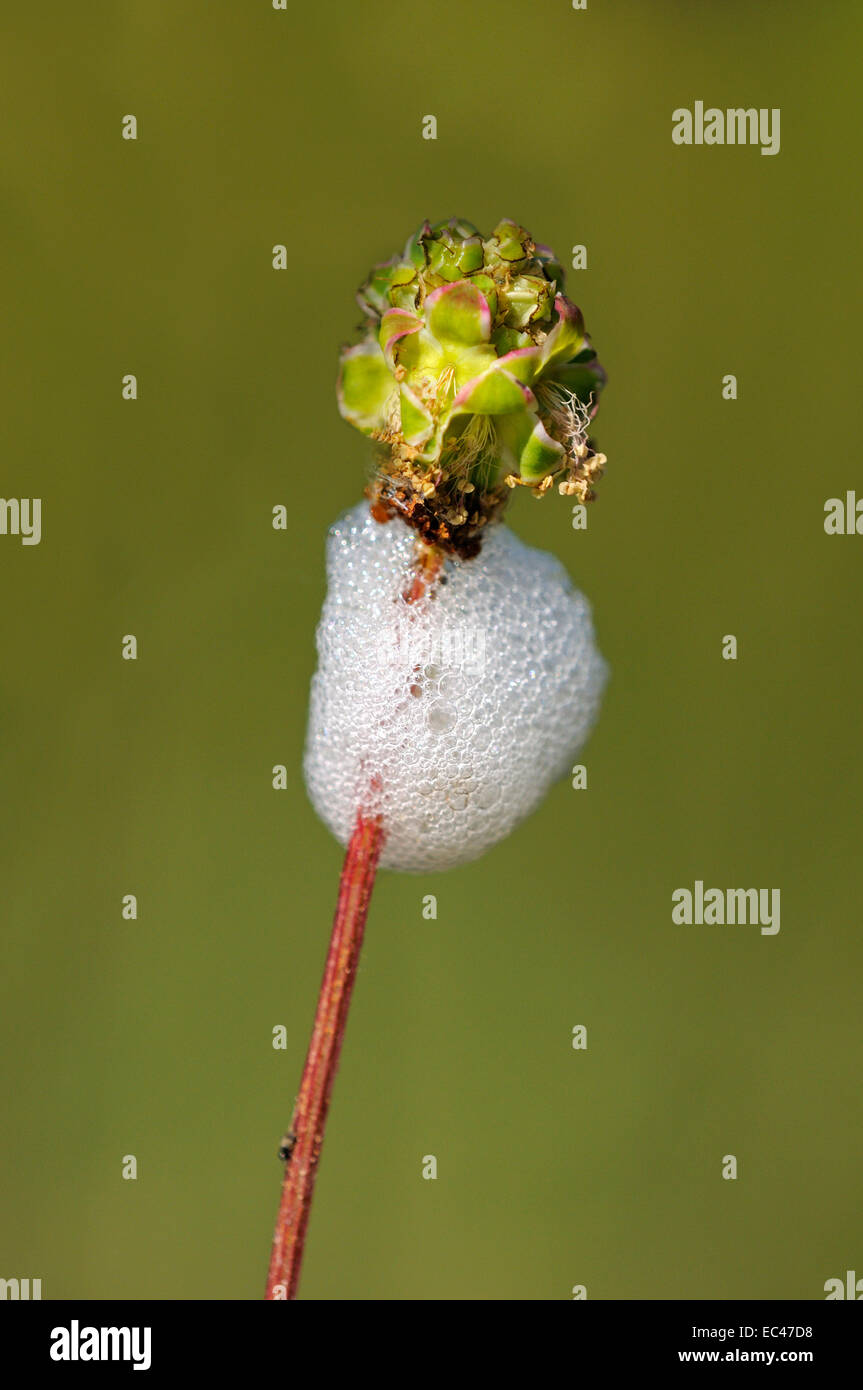 Nido di schiuma di prato spittlebag larve, Philaenus spumarius, Aphrophoriadae Foto Stock