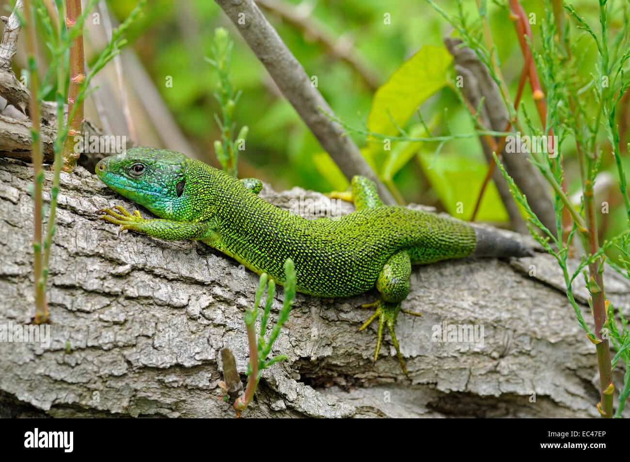 Western Ramarro, Lacerta bilineata, Camargue, Francia Foto Stock