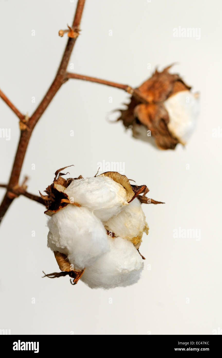 Mature baccelli di semi della pianta del cotone, Gossypium herbaceum Foto  stock - Alamy