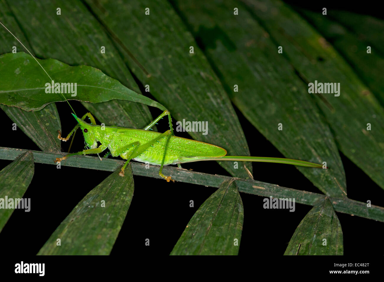 Conehead, Bush cricket, femmina con ovipositor, regione amazzonica, Ecuador Foto Stock