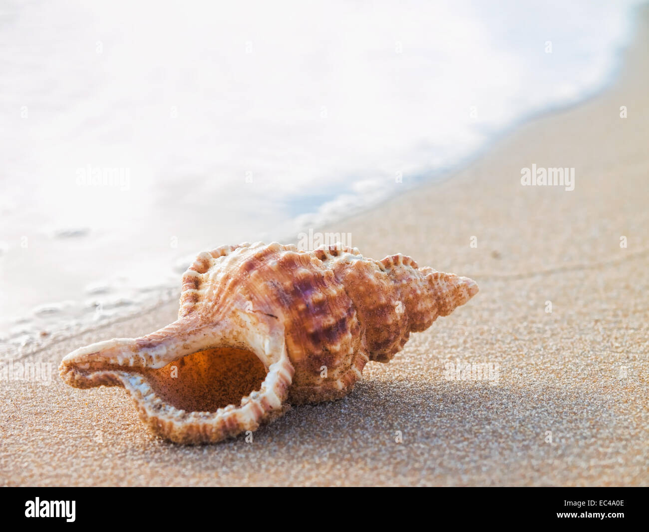 Guscio su una spiaggia di sabbia con acqua sfocata in background Foto Stock