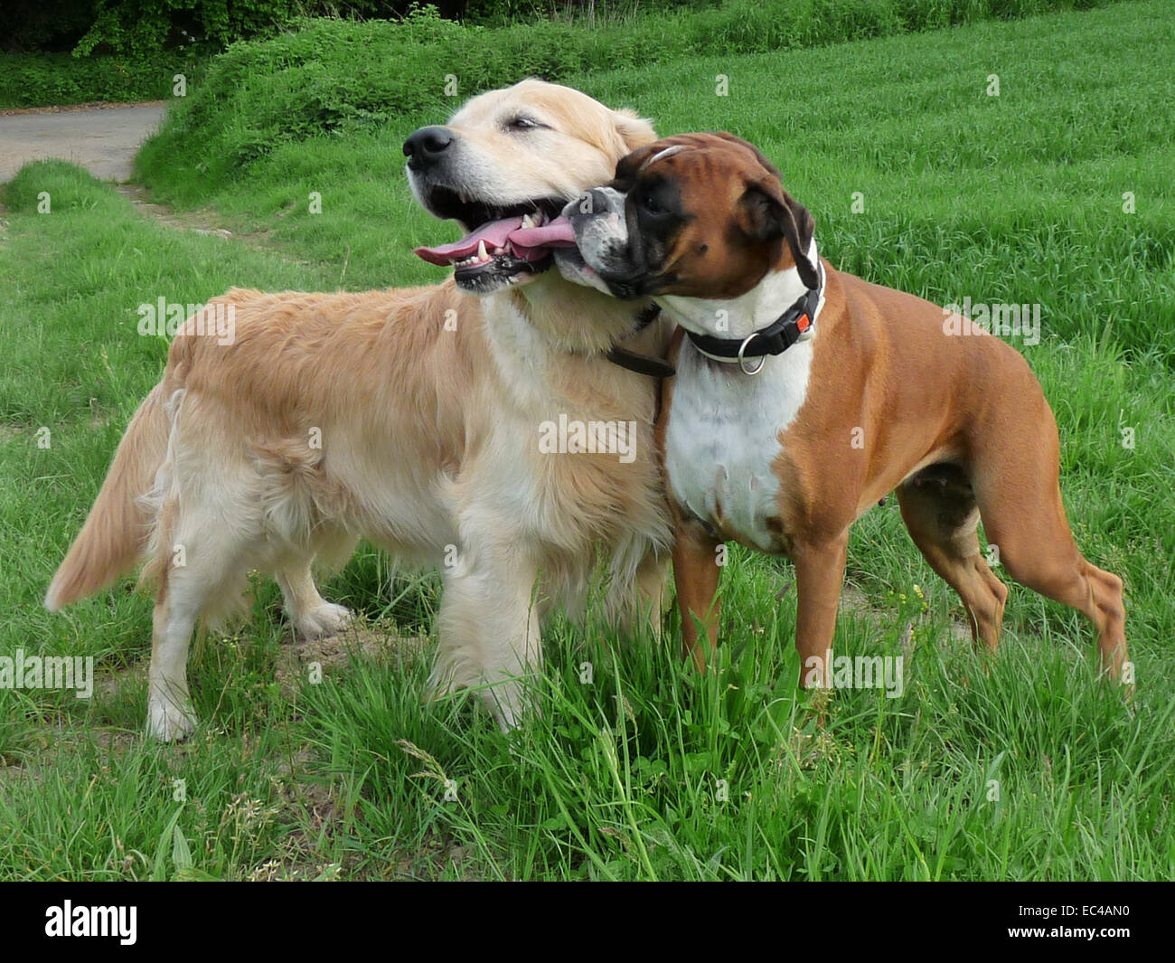 Golden Retriever e Boxer Foto stock - Alamy