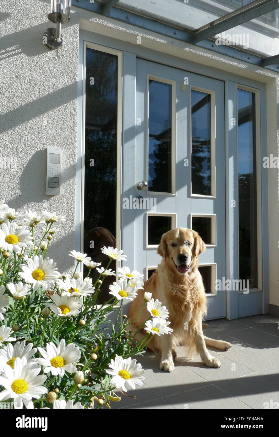 Il Golden Retriever nella parte anteriore della porta di entrata Foto Stock