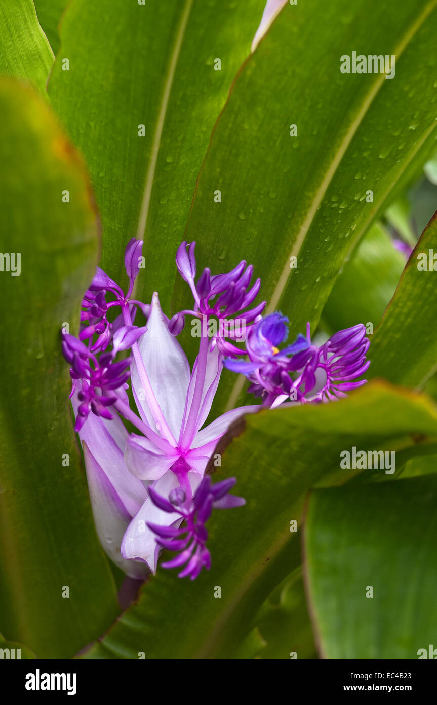 Alsobia dianthiflora, angiosperme, botanik, gesneriengewächs, nahaufnahme, natur Foto Stock