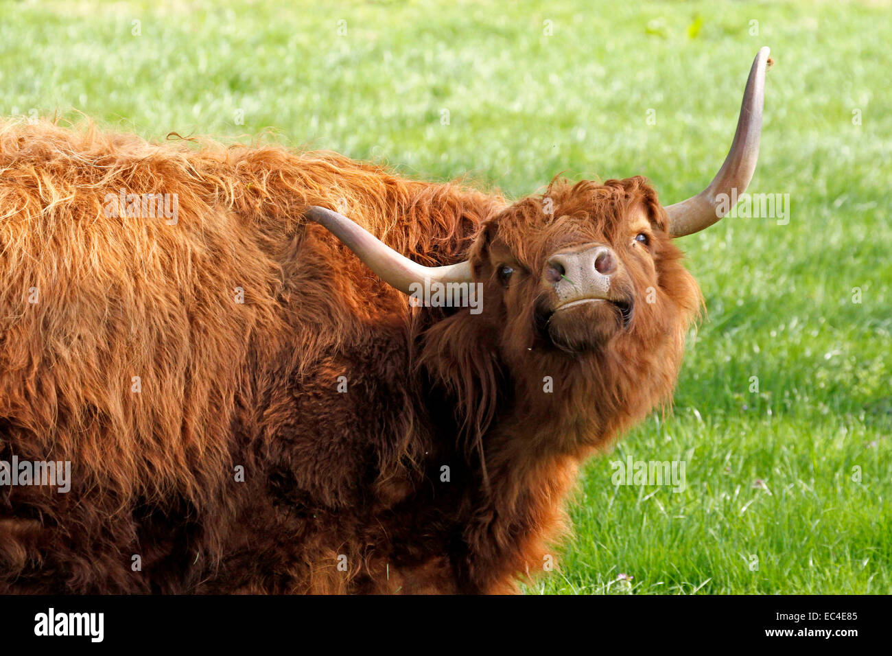 Highland Bovini, Kyloe bovini da carne con lunghe corna Foto Stock