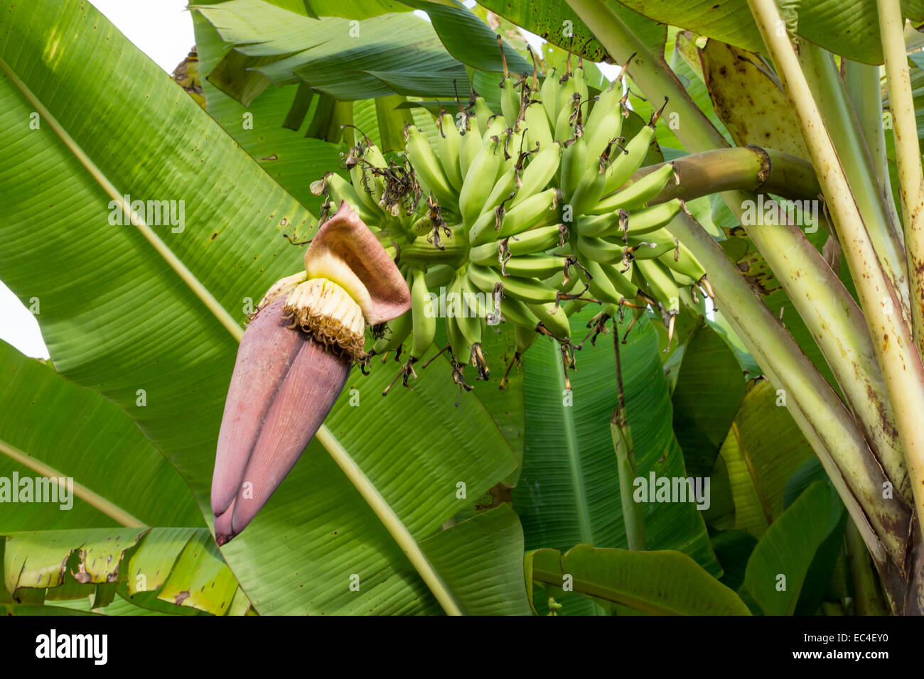 Infiorescenza a banana Foto Stock