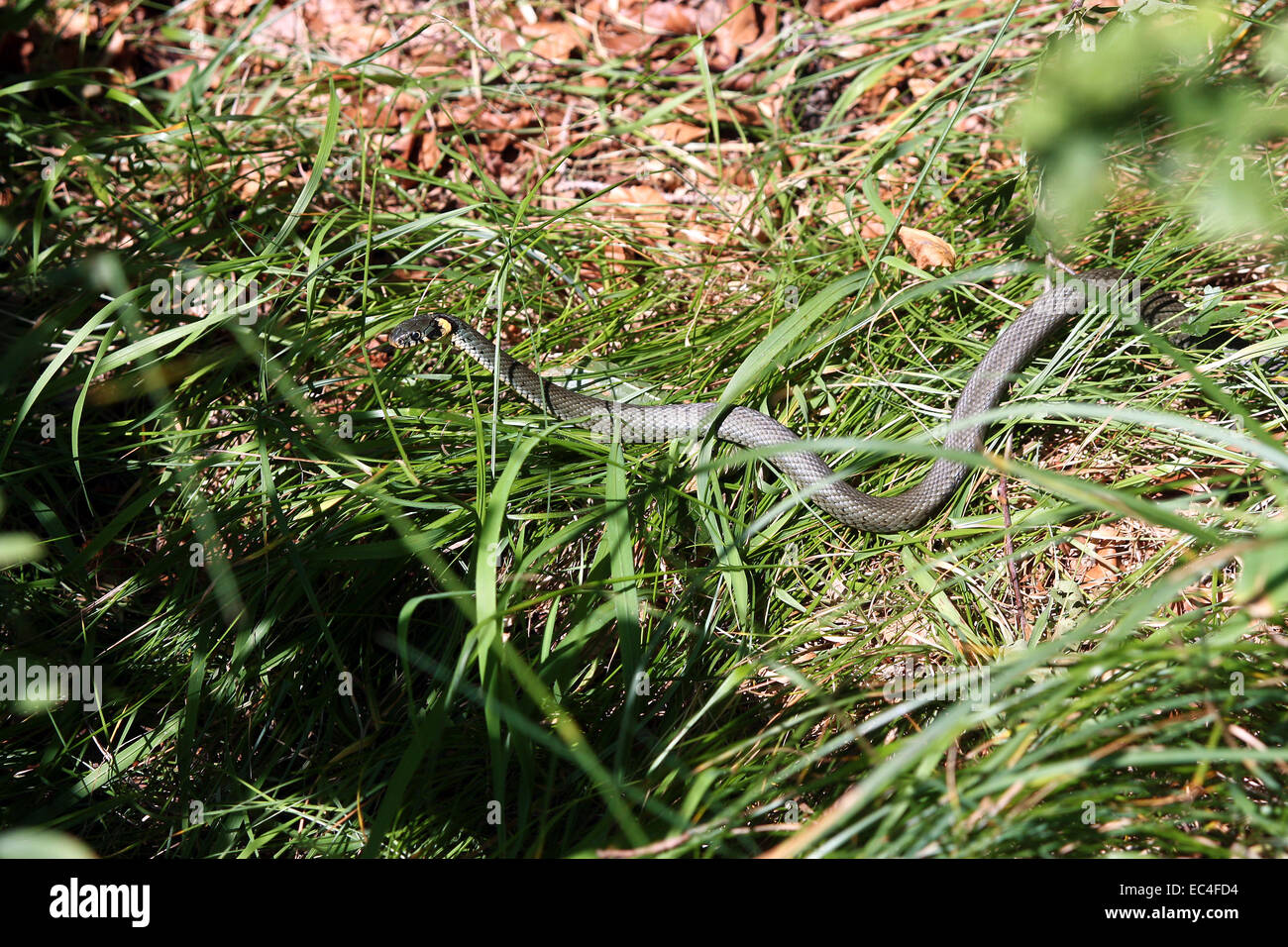 serpente Foto Stock