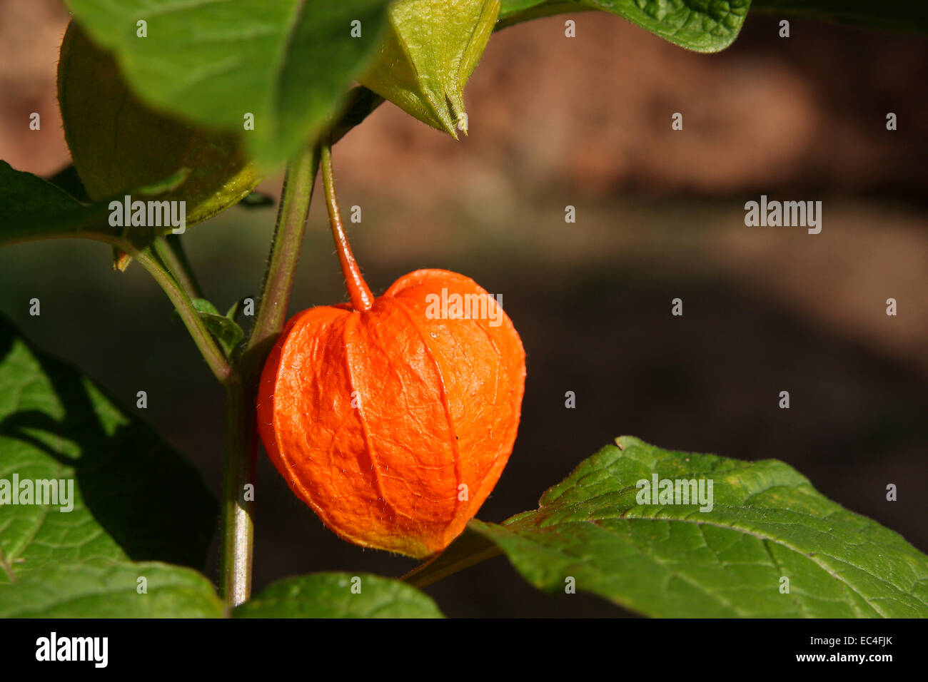 Groundcherries ribes del capo Foto Stock