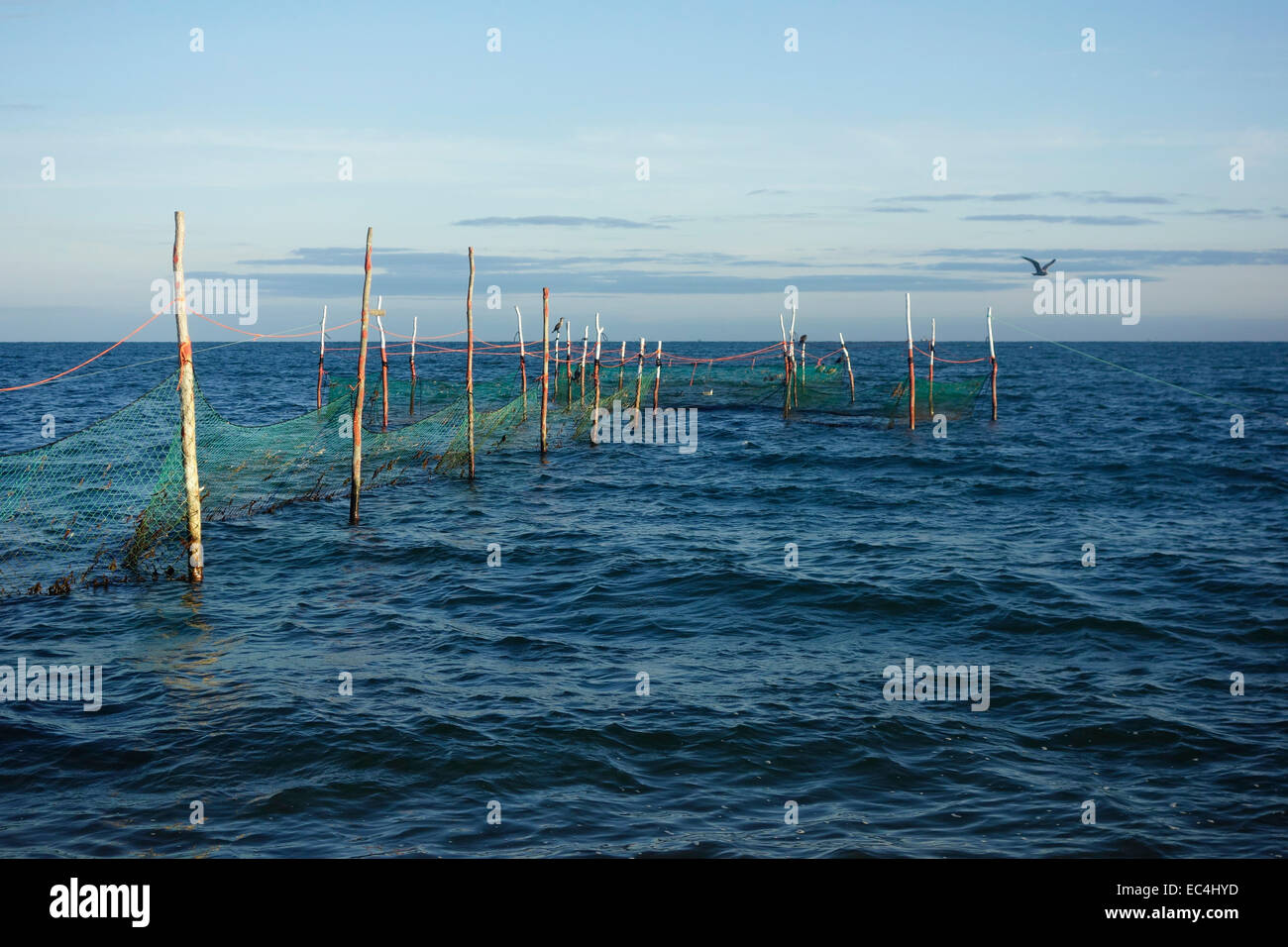 Le reti da pesca nel laghetto di fort bay a Montauk long island Foto Stock