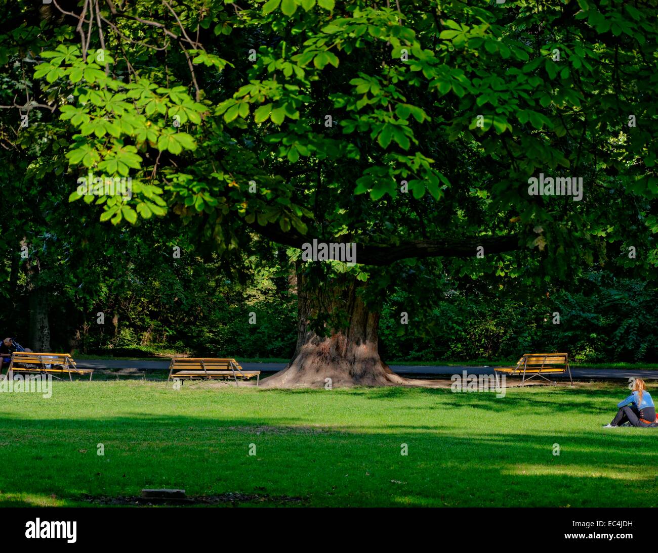 Panche sotto un vecchio castagno all'Arboretum Foto Stock