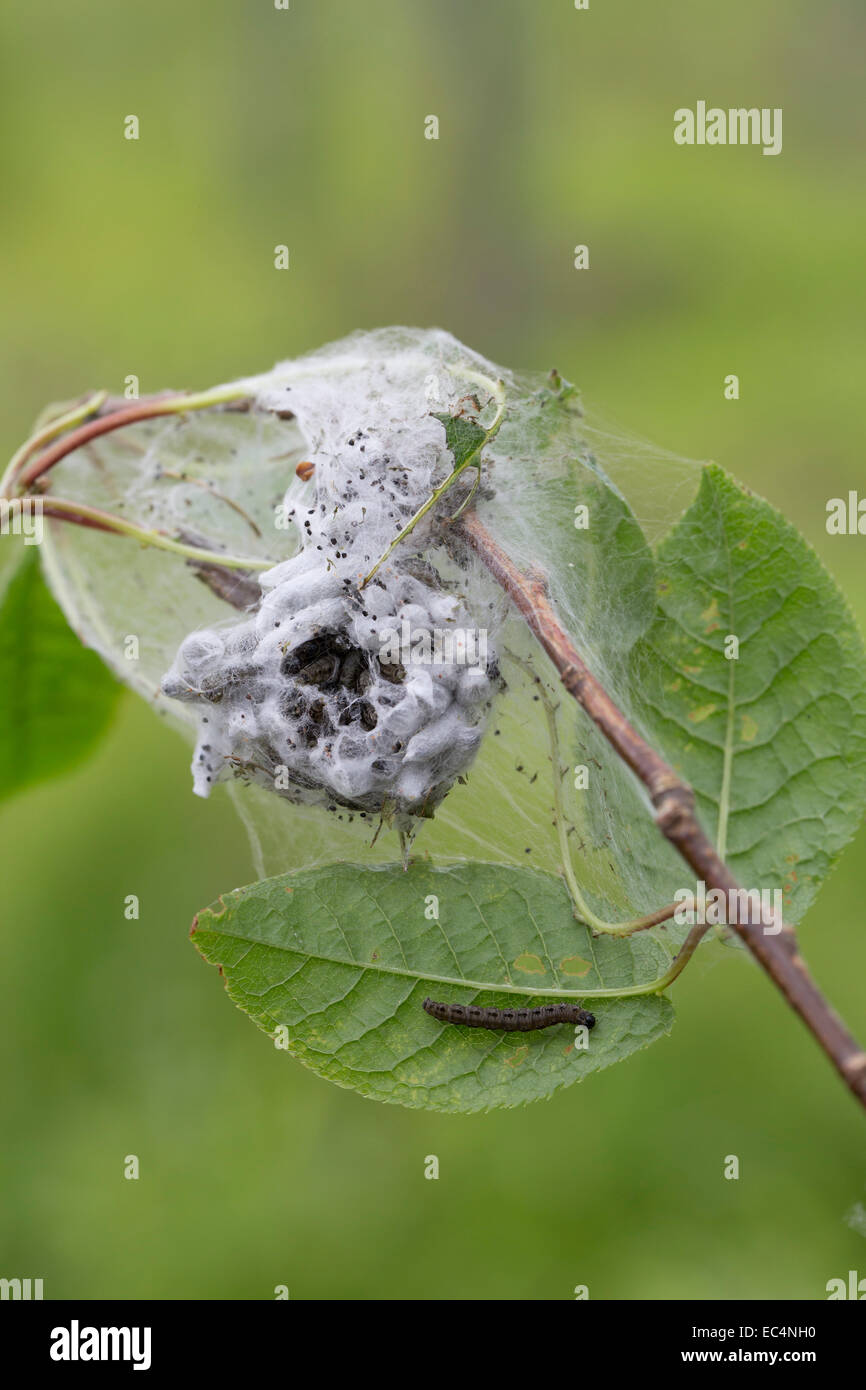 Bird Cherry Ermellino Moth Caterpillar; Yponomeuta evonymella; estate; Regno Unito Foto Stock