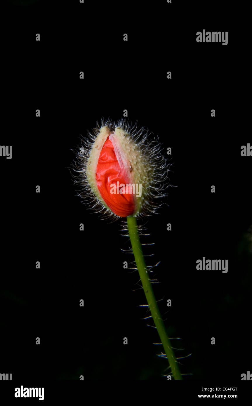 Fiore di papavero isolati su sfondo nero Foto Stock