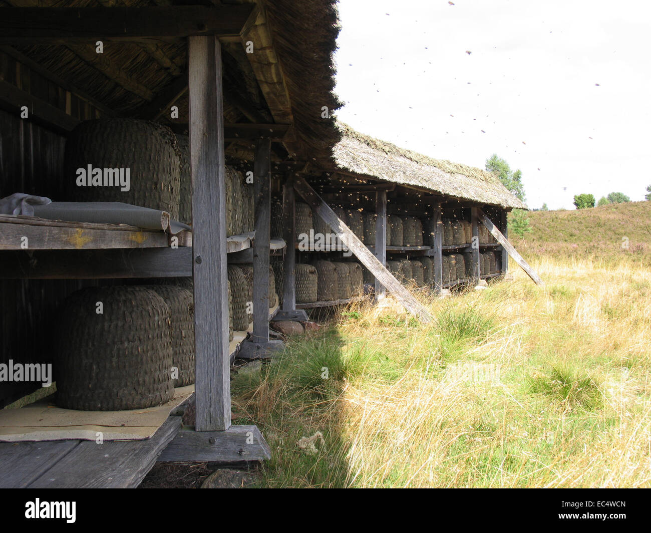 Heath apiario a Wilseder Berg nel Lueneburg Heath. Il supporto è dotato di appositi cesti di paglia. Questi sono i tradizionali arnie chiamato Lueneburger Stuelper. Foto: Klaus Nowottnick Data: 04 Agosto 2009 Foto Stock